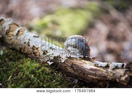 Fomes fomentarius on the tree in the wood background. Early spring