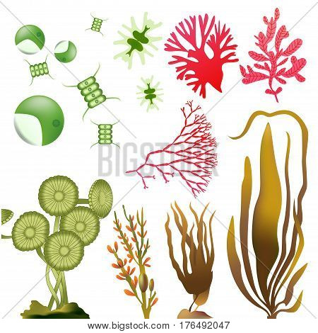 underwater Algae plankton seaweed elements vector set