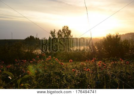 thick morning fog in the summer forest. thick morning fog in the forest at pond. Morning landscape in summer thick fog.dense fog in the morning. early morning. forest hiding in the fog.orange flowers