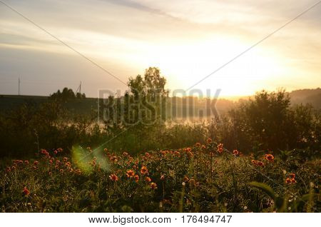 thick morning fog in the summer forest. thick morning fog in the forest at pond. Morning landscape in summer thick fog.dense fog in the morning. early morning. forest hiding in the fog.orange flowers