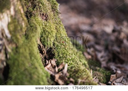 Old stump covered with moss and cuckoo on it. Forest environment.