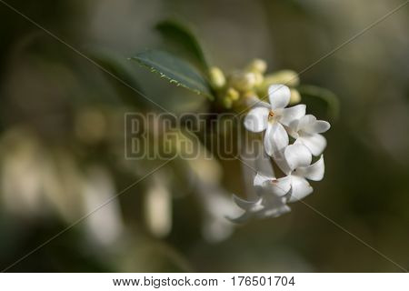 Osmanthus delavayi flowers. Evergreen shrub in the family Oleaceae native to southern China and cultivated as an ornamental