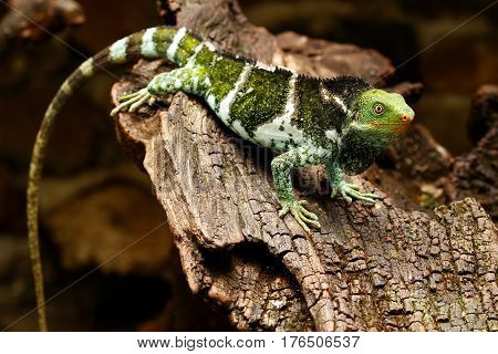 Fijian Crested Iguana (brachylophus Vitiensis) On Viti Levu Island, Fiji
