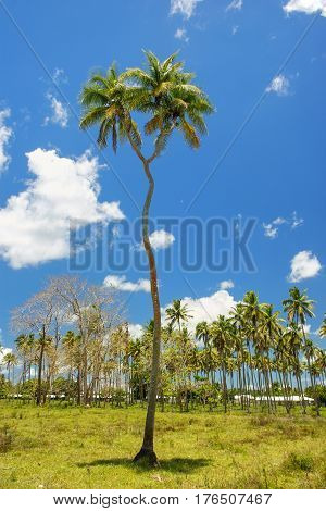 Double-headed Coconut Tree On Tongatapu Island In Tonga
