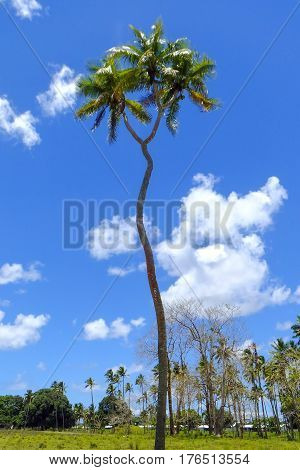 Double-headed coconut tree on Tongatapu island in Tonga. Tongatapu is the main island of the Kingdom of Tonga.