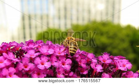 Butterfly Bush Buddleja Buddleia Purple flowers in bloom in garden with bee