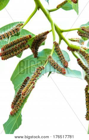 A group of Moth Caterpillars on leaf. Agriculture pest caterpillar icon. Macro of caterpillars on nature background.