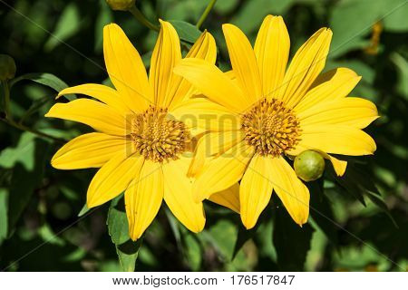 Beautiful yellow flowers in Thailand. Tree marigold
