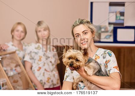 Portrait of happy female veterinarian examining yorkshire terrier in veterinary clinic