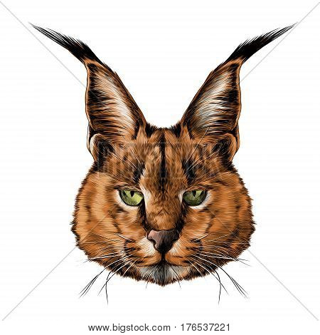 the head of the Caracal full-face symmetry graphics sketch vector