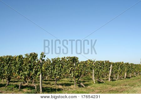 Vinice, Loire Indre, Francie
