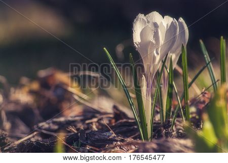 White Crocus_5