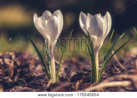 White Crocus_8