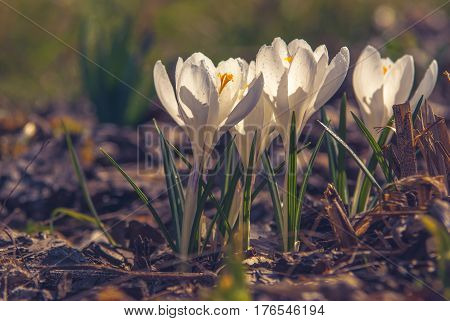 White Crocus_24