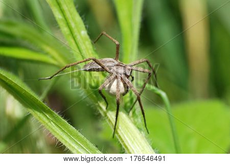 A female wolf spider carries her egg sac through the undergrowth