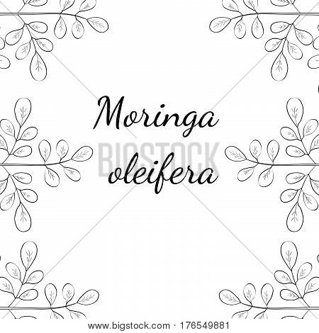 Moringa oleifera medicinal plant. Hand drawn botanical sketch illustration border. Template banner.