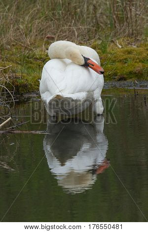 photo of an adult Mute Swan preening with reflections in the water