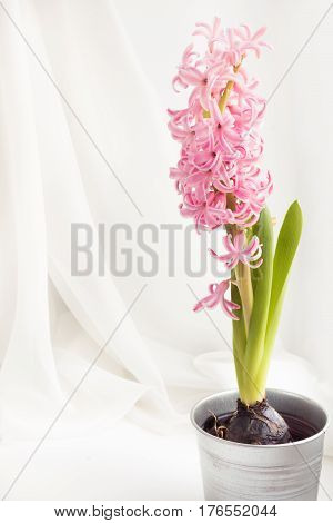 Pink hyacinth in metal container for planting on white windowsill. Copy space.