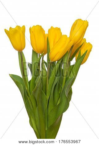Bouquet of yellow tulips on a white background.