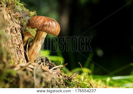 Brandiger Ritterling - Tricholoma ustale mushroom in forest