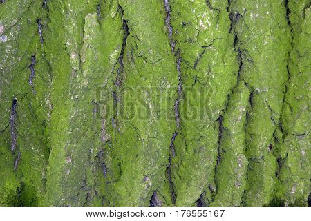 Tree bark texture abstract fone moss, anophyte