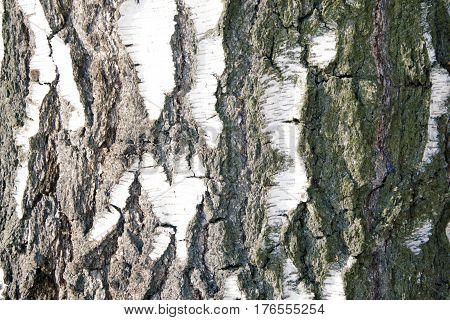 Tree bark texture abstract fone moss, anophyte