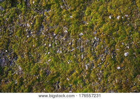 Moss on the asphalt. Moss in the sun. Lichen on the ground. Moss for background.
