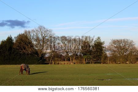 Spring walk in field with horse grazing and blue skies