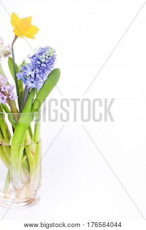 Spring flowers - hyacinth and narcissus on white background.