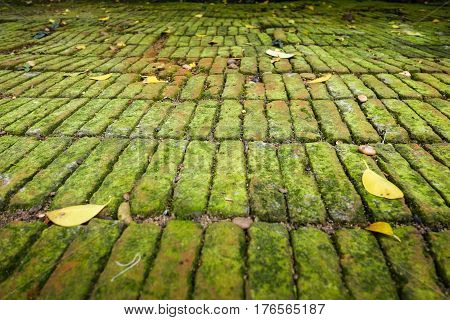 moist green moss covered bricks floor with yellow leafs