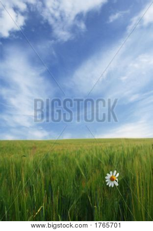 Weizenfeld