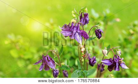 Purple Columbine wildflower close up.Columbine flowers isolated on green background.Summer garden.