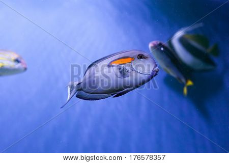 Orangespot surgeonfish close up under sea acanthurus olivaceus