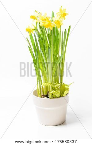 Rush daffodils (Narcissus jonquilla) in a pot on a white background