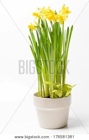 Rush daffodils (Narcissus jonquilla) in a pot on a white background