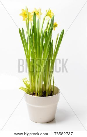 Rush daffodils (Narcissus jonquilla) in a pot on a white background