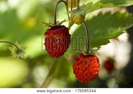 Two Ripe Strawberries In The Green Grass