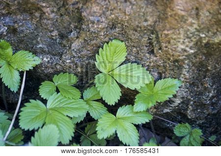 The Leaves Of Wild Strawberry In Green Grass
