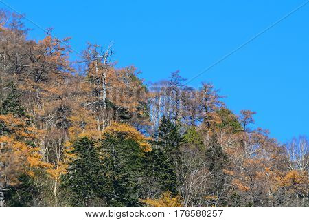 Autumn Scenery In Nikko, Japan
