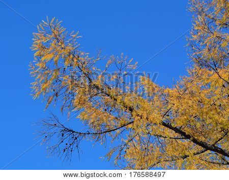 Autumn Scenery In Nikko, Japan