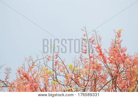 Beautiful cherry blossom flowers soft and blurred background.