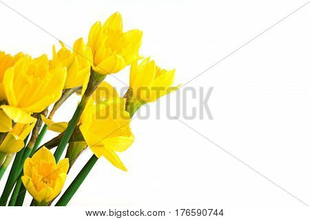 Spring floral border, beautiful fresh daffodils flowers, isolated on white background. Selective focus