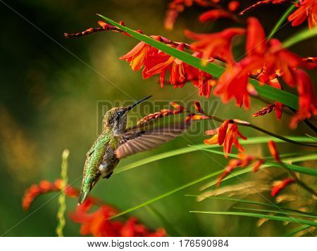 Anna Hummingbird feeding from red crocosmia flowers
