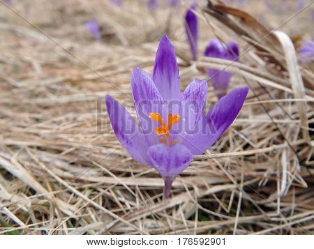 Beautiful purple spring flowers , saffron , crocus , (Crocus heuffelianus)
