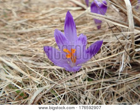 Beautiful purple spring flowers , saffron , crocus , (Crocus heuffelianus)