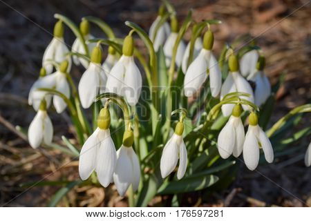 Snowdrop flowers in sunny day. Group of white spring flowers (galanthus nivalis) as a symbol of spring. Fresh green with white blossoms. Snowdrops flowering season.