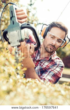 Cutting a hedge with electrical hedge trimmer.