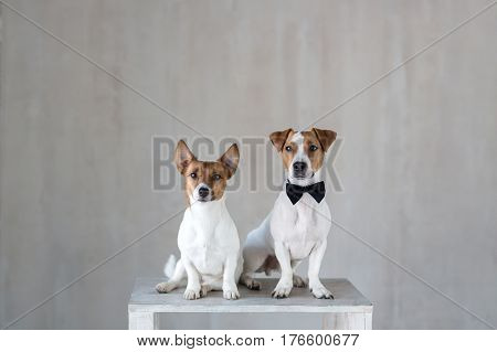 Two dogs are posing together in a room