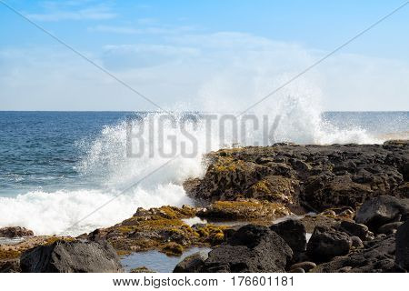 Rhodophyta and Phaeophyta seaweed grows on the basalt rock coastal tidal pools kept full by waves crashing on the cliffs on the Big Island of Hawaii