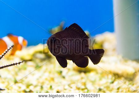 Black aquarium fish dascyllus in salt water